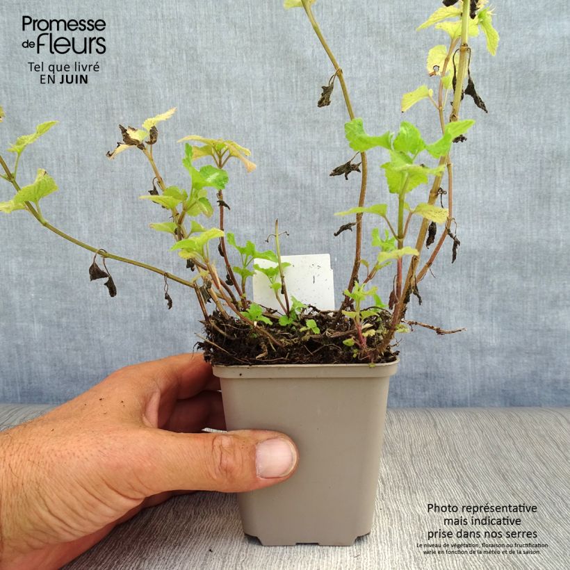 Exemplaar van Lamium maculatum Roseum - Gevlekte dovenetel Kweekpotje van 8/9 cm zoals geleverd in de zomer