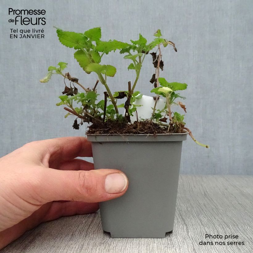 Example of Lamium maculatum Roseum -  Lamier maculé rose Kweekpotje van 8/9 cm as you get in hiver