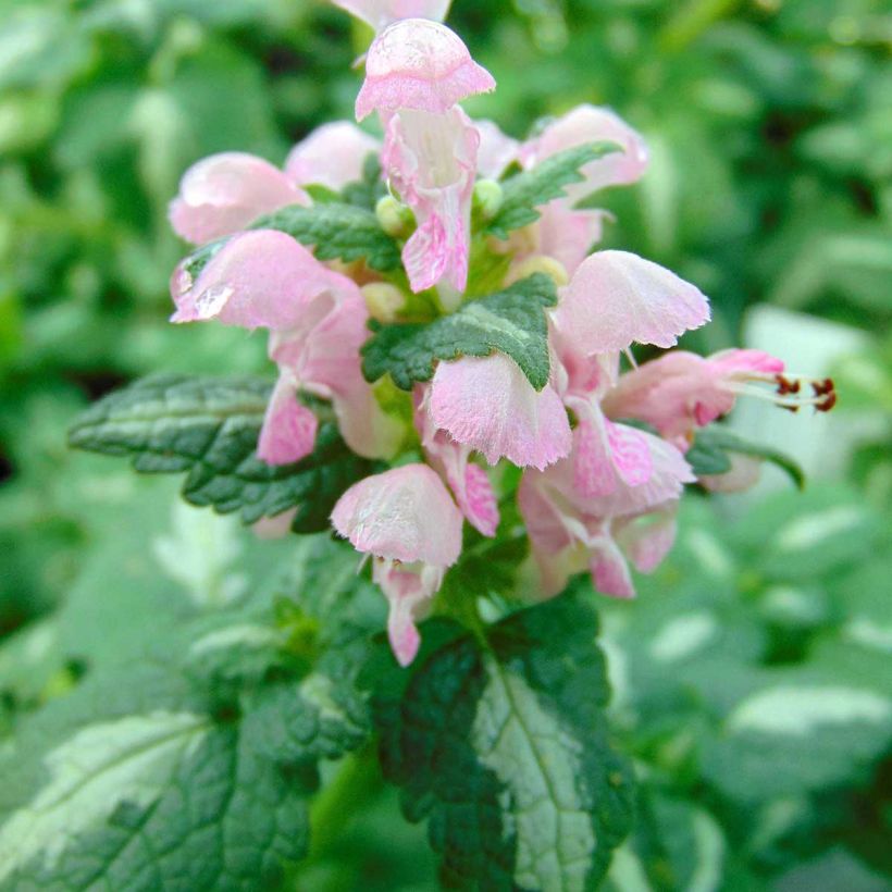 Lamium maculatum Shell Pink - Gevlekte dovenetel (Flowering)