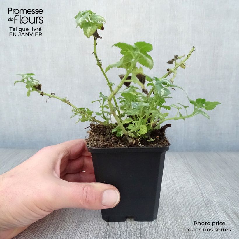 Example of Lamium maculatum Shell Pink - Gevlekte dovenetel Kweekpotje van 8/9 cm as you get in hiver