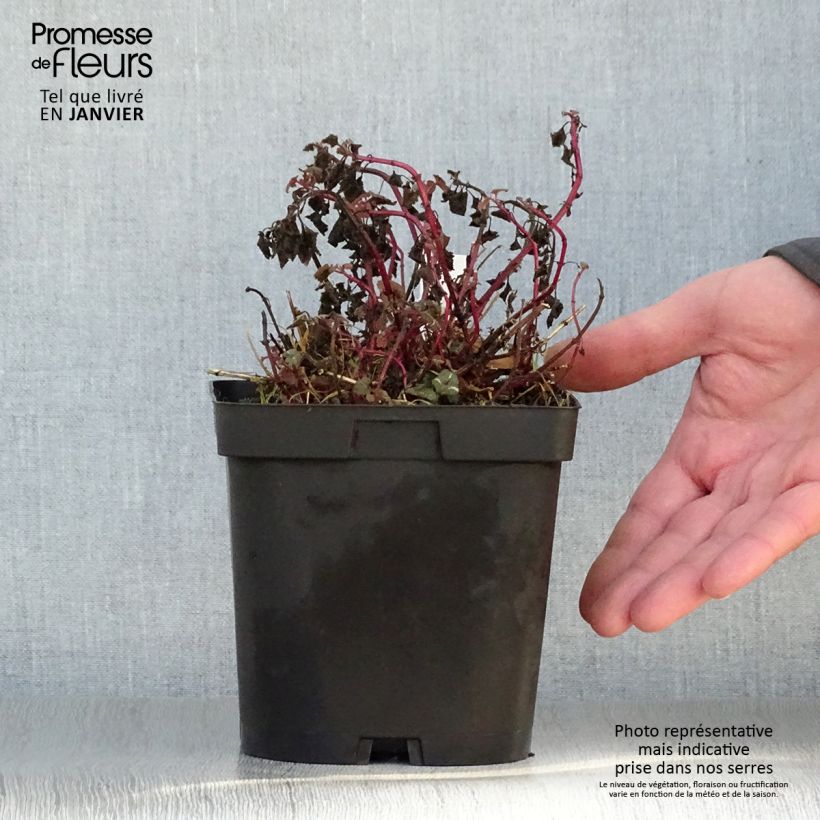 Example of Lamium maculatum Shell Pink - Gevlekte dovenetel Pot van 2 l/3 l as you get in hiver
