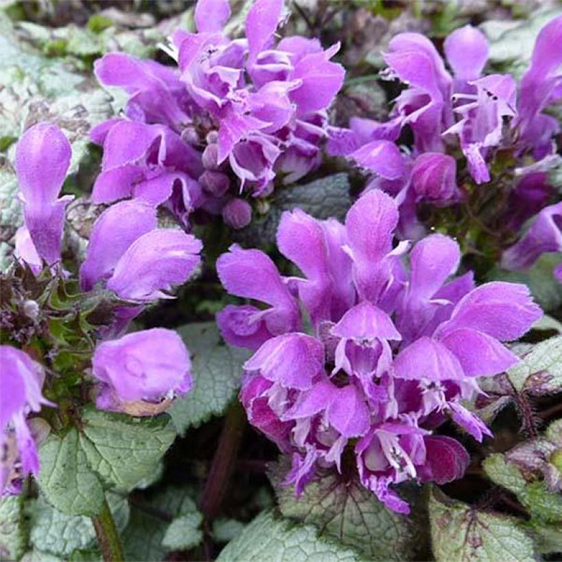 Lamium maculatum Sterling Silver - Gevlekte dovenetel (Flowering)