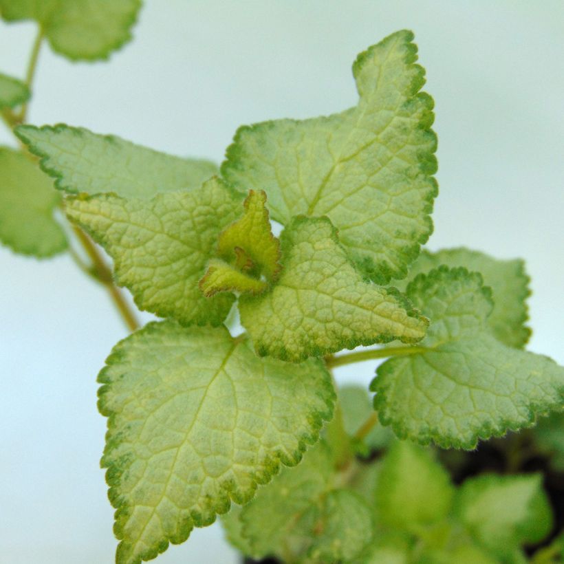 Lamium maculatum Sterling Silver - Gevlekte dovenetel (Foliage)