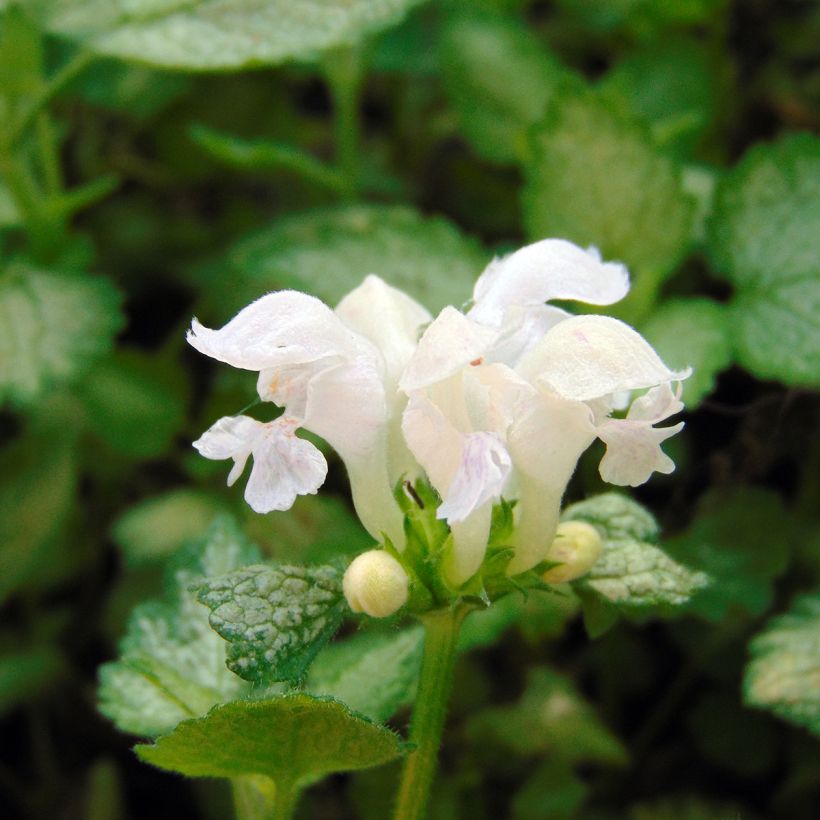 Lamium maculatum Wit Nancy - Gevlekte dovenetel (Flowering)