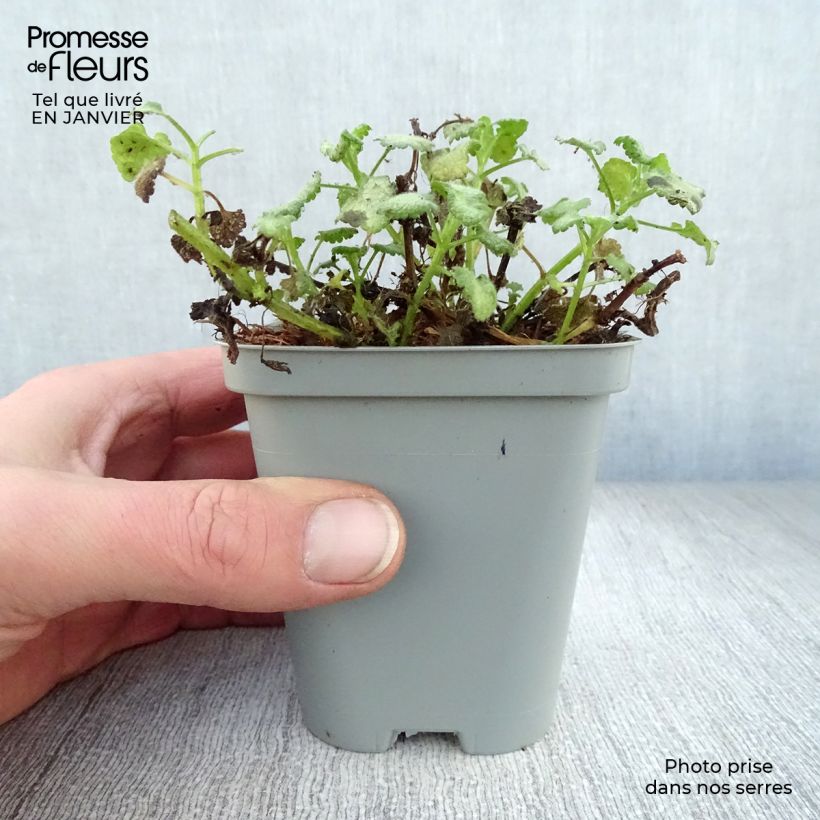 Example of Lamium maculatum Wit Nancy - Gevlekte dovenetel Kweekpotje van 8/9 cm as you get in hiver