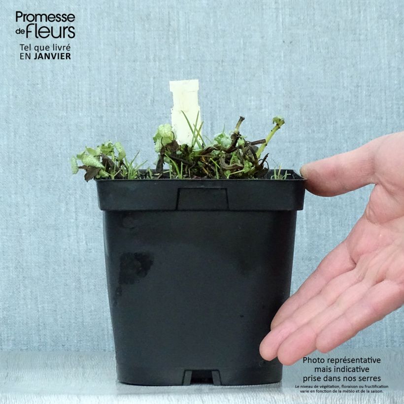 Example of Lamium maculatum Wit Nancy - Gevlekte dovenetel Pot van 2 l/3 l as you get in hiver