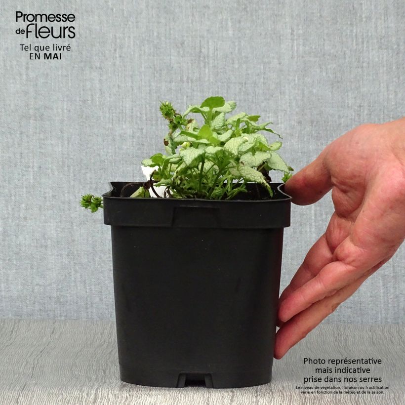 Exemplaar van Lamium maculatum Wit Nancy - Gevlekte dovenetel Pot van 2 l/3 l zoals geleverd in de lente