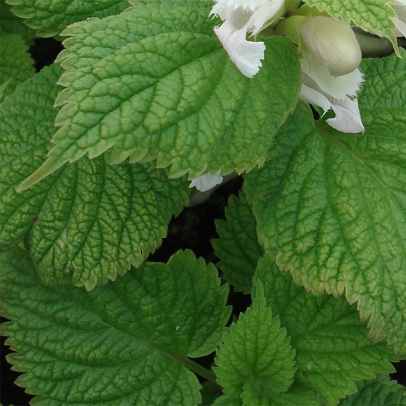 Lamium orvala Album - Dovenetel (Foliage)