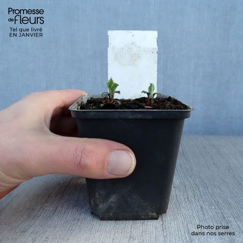 Example of Lamium orvala - Lamier orvale Kweekpotje van 8/9 cm as you get in hiver