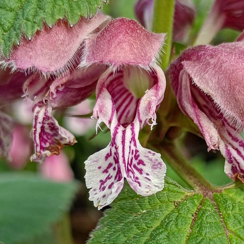Lamium orvala - Dovenetel (Flowering)