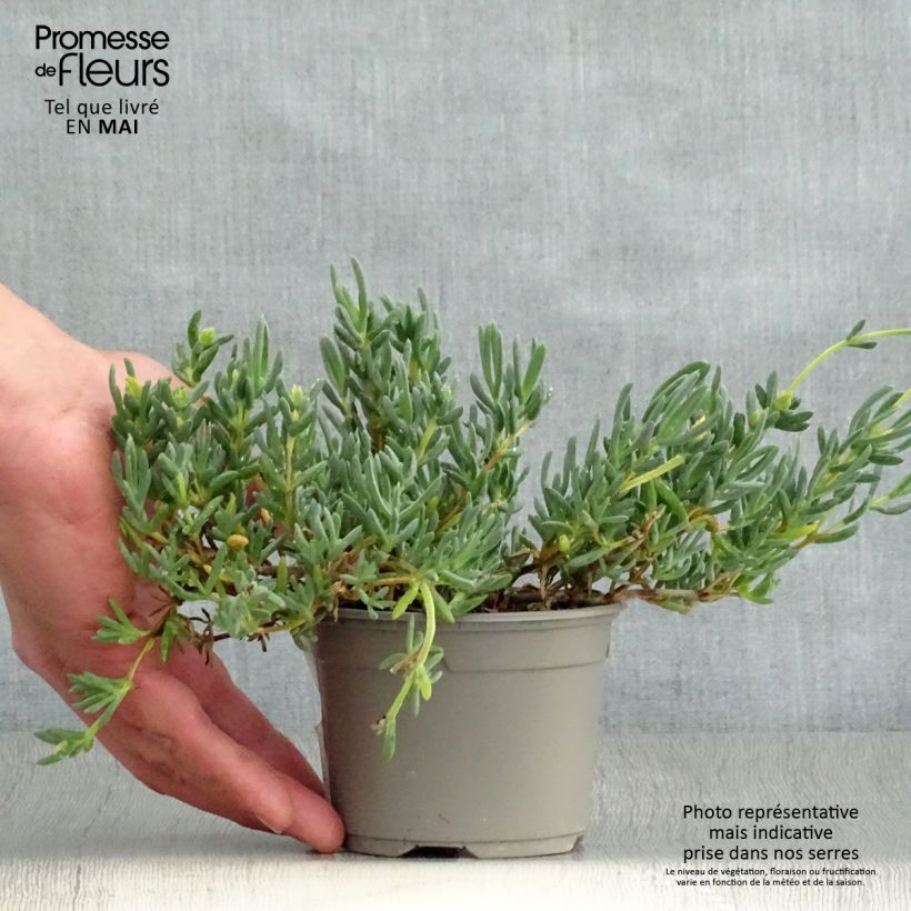 Exemplaar van Lampranthus aurantiacus met roze bloemen - IJsbloem Kweekpotje van 8/9 cm zoals geleverd in de lente