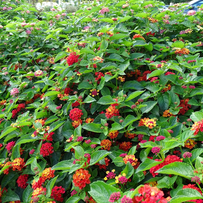 Lantana Bloomify Rood - Wandelaar (Groeiplaats)