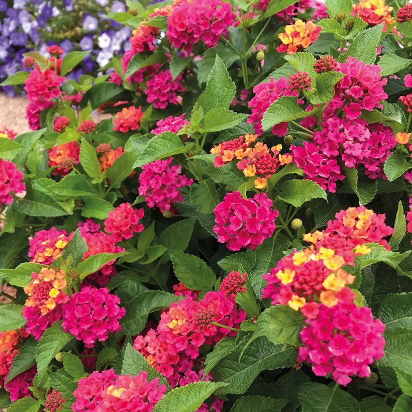Lantana Bloomify Roze - Wandelaar (Bloei)