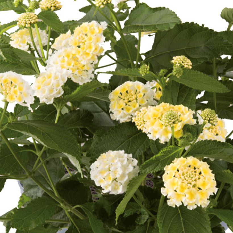 Lantana Bloomify Wit - Wandelaar (Bloei)