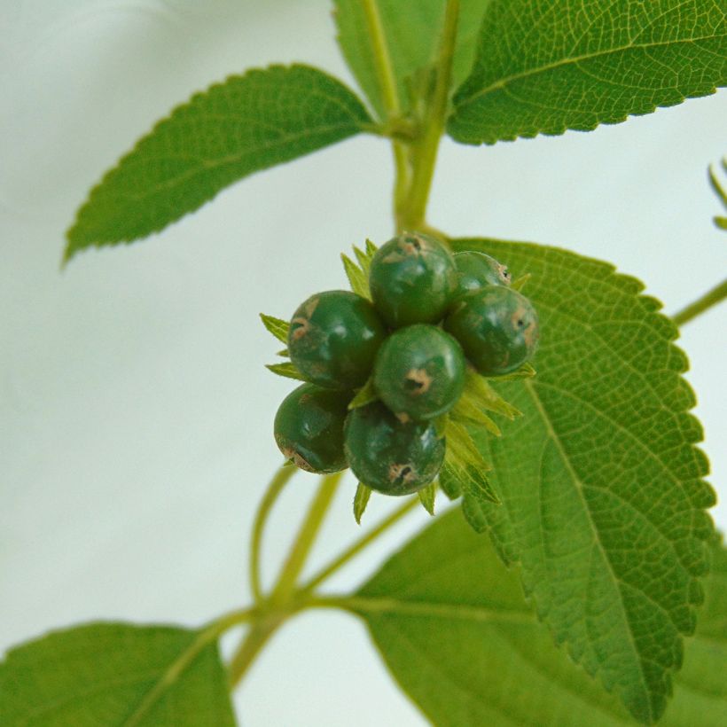 Lantana Chapel Hill Gold - Wandelaar (Harvest)