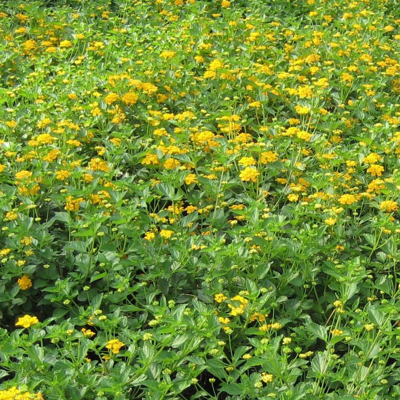 Lantana Chapel Hill Gold - Wandelaar (Plant habit)