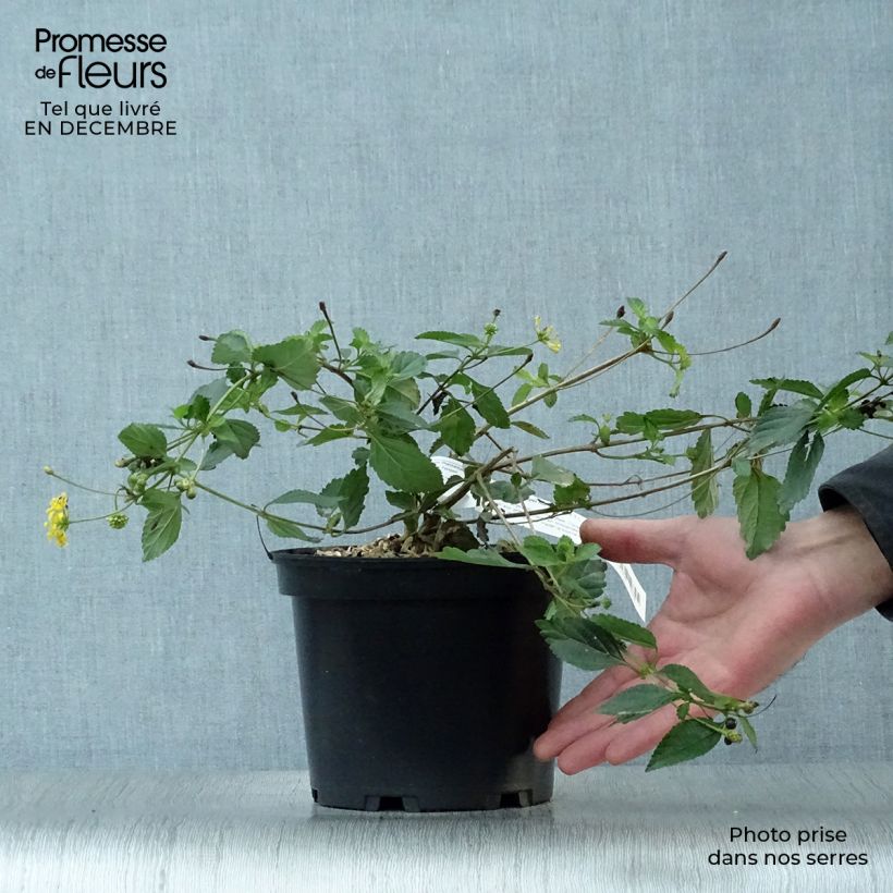 Example of Lantana Chapel Hill Gold - Wandelaar Pot van 2 l/3 l as you get in hiver