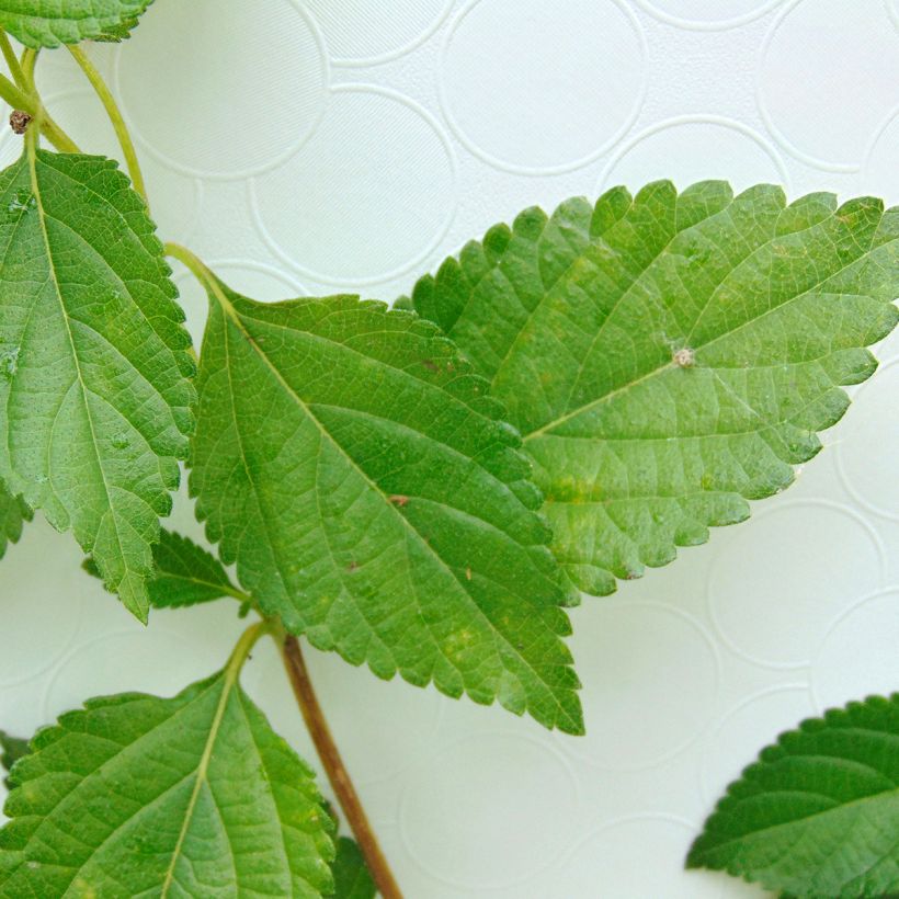 Lantana Chapel Hill Yellow - Wandelaar (Foliage)