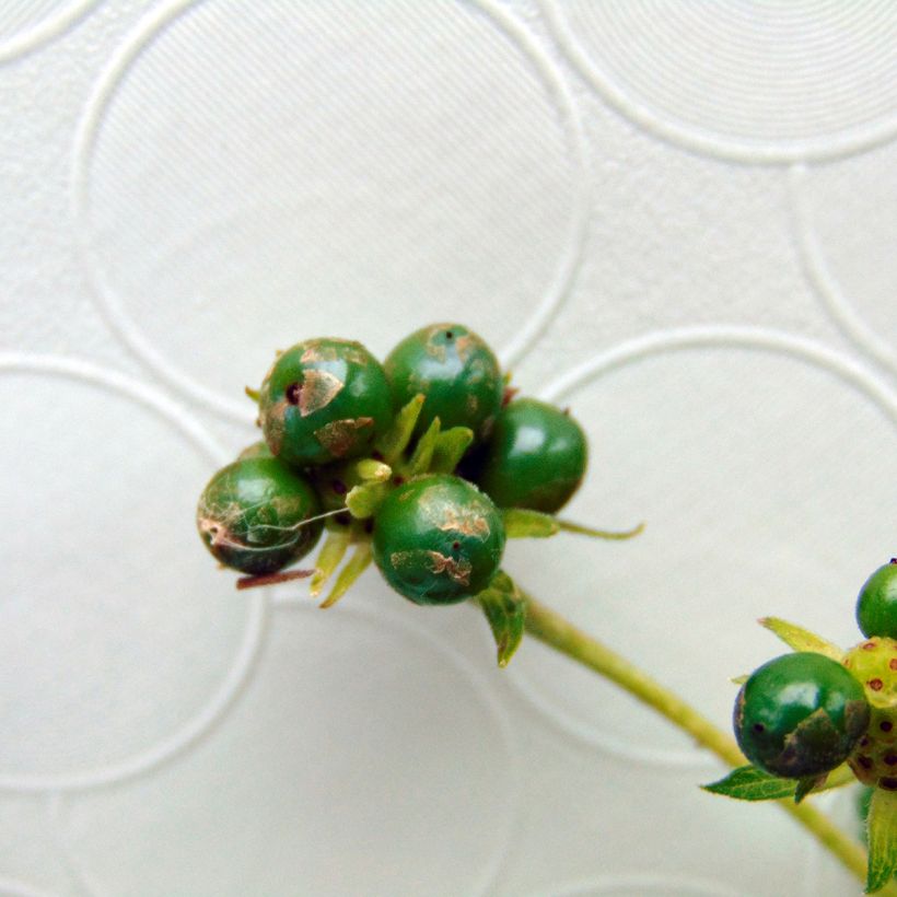 Lantana Chapel Hill Yellow - Wandelaar (Harvest)