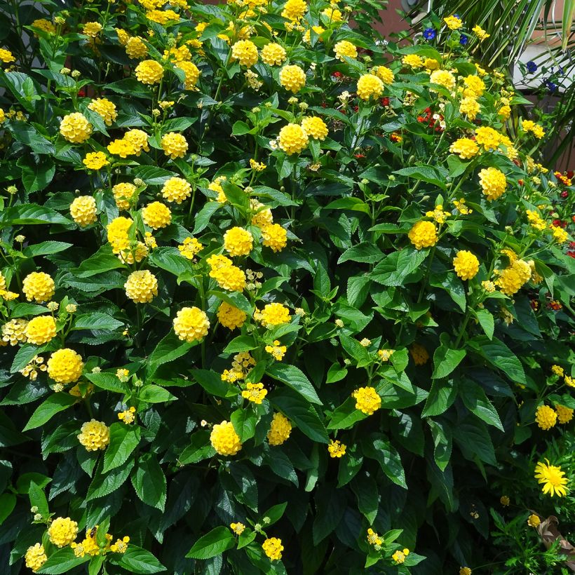 Lantana Chapel Hill Yellow - Wandelaar (Plant habit)