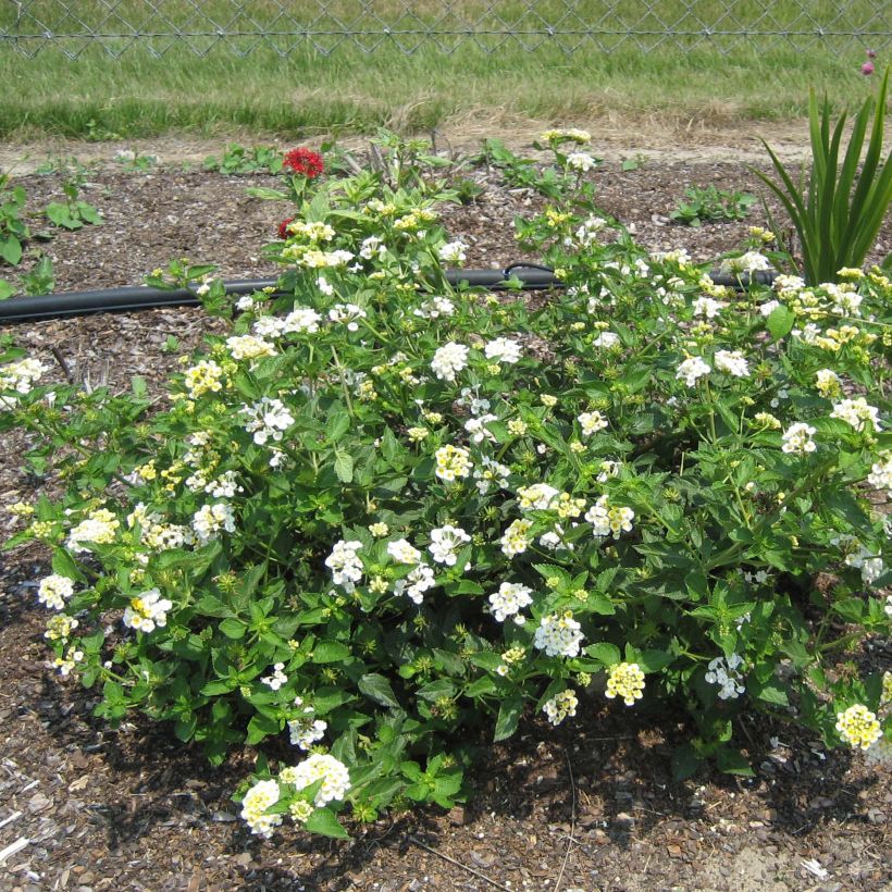 Lantana Sunny Side Up - Wandelaar (Plant habit)