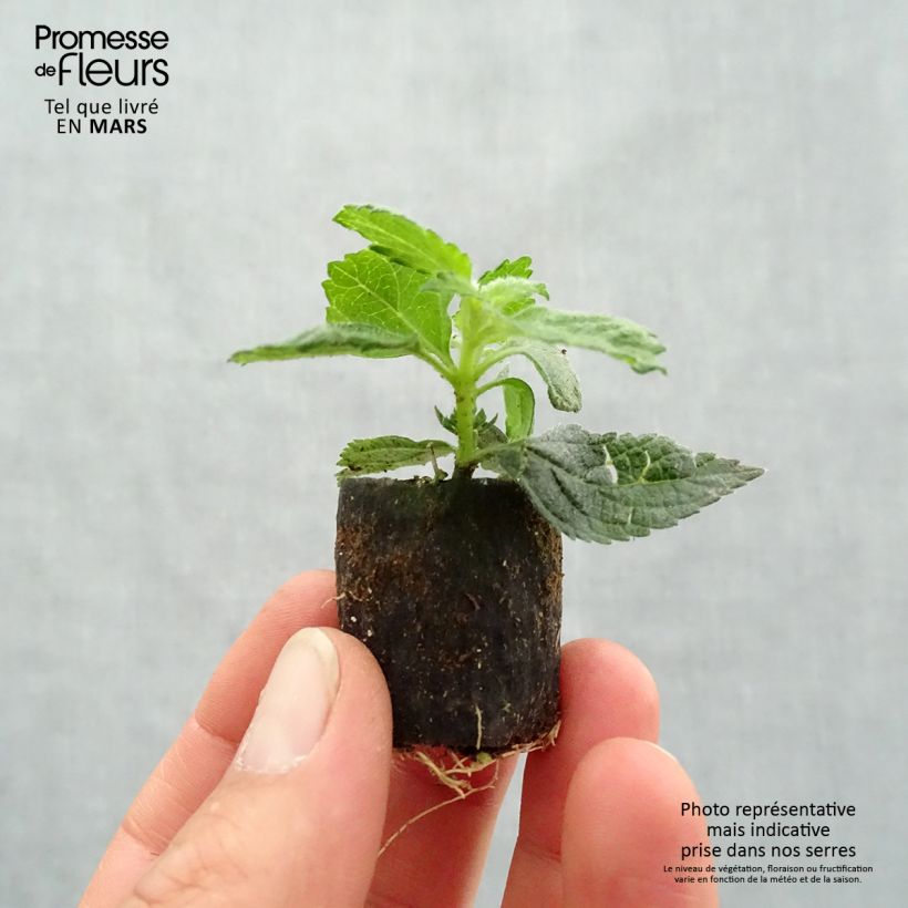 Exemplaar van Lantana camara Evita Roze - Wandelaar Mini-mot Ø 3/4 cm zoals geleverd in de lente