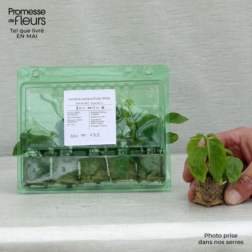 Example of Lantana camara Evita White Mini-mot Ø 3/4 cm as you get in printemps