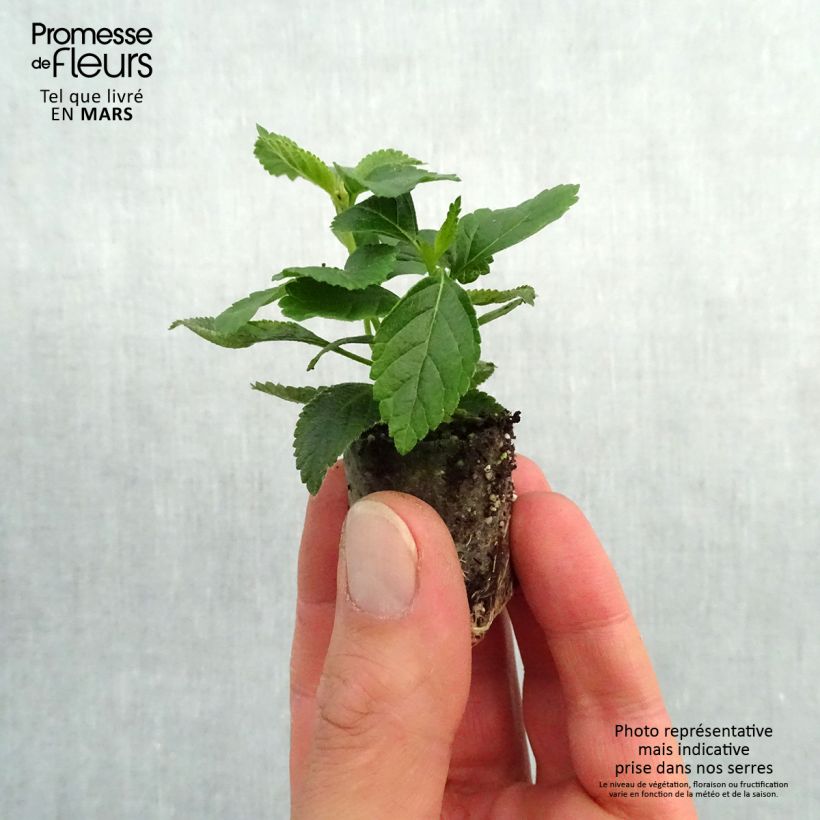 Example of Lantana camara Evita Yellow Mini-mot Ø 3/4 cm as you get in printemps