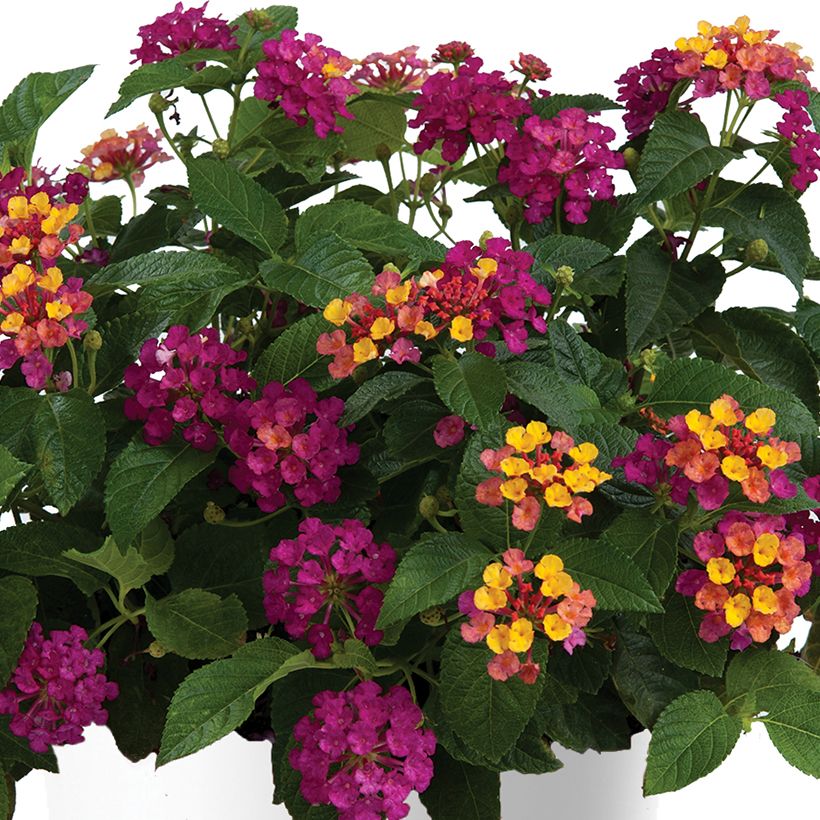 Lantana camara Gem Diva Pink - Wandelaar (Flowering)