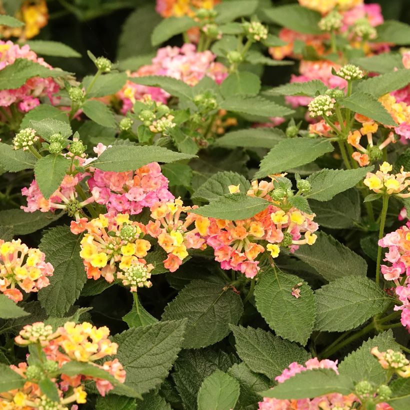 Lantana camara Evita Roze - Wandelaar (Bloei)