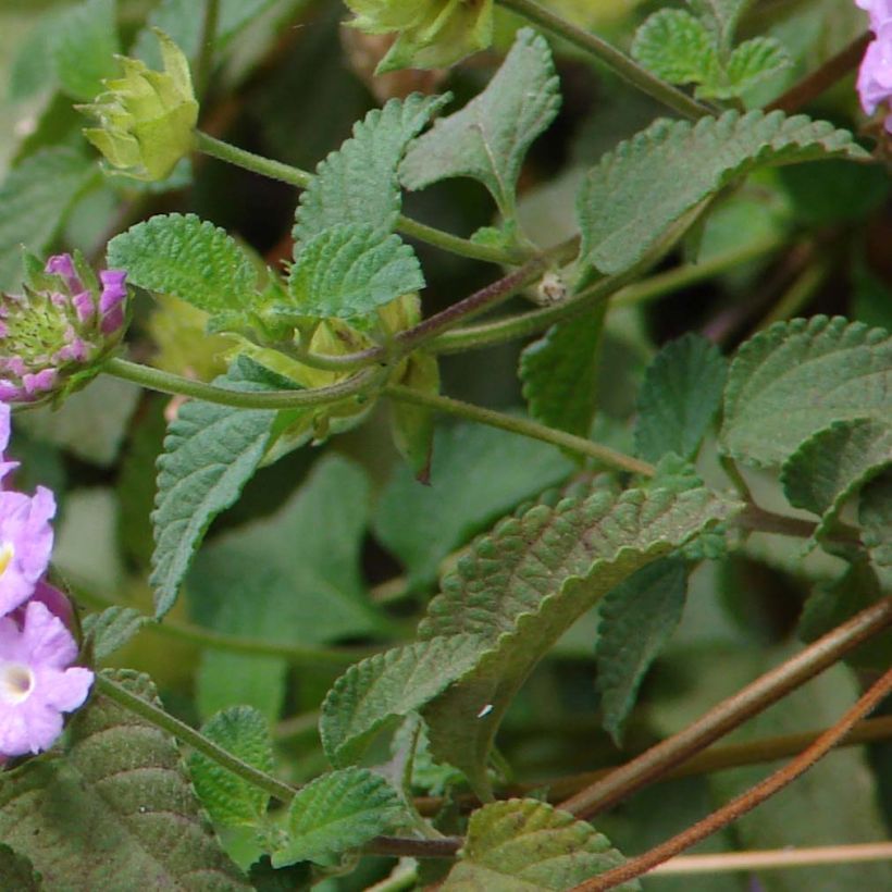 Lantana montevidensis Mauve - Kruipende wisselbloem (Foliage)