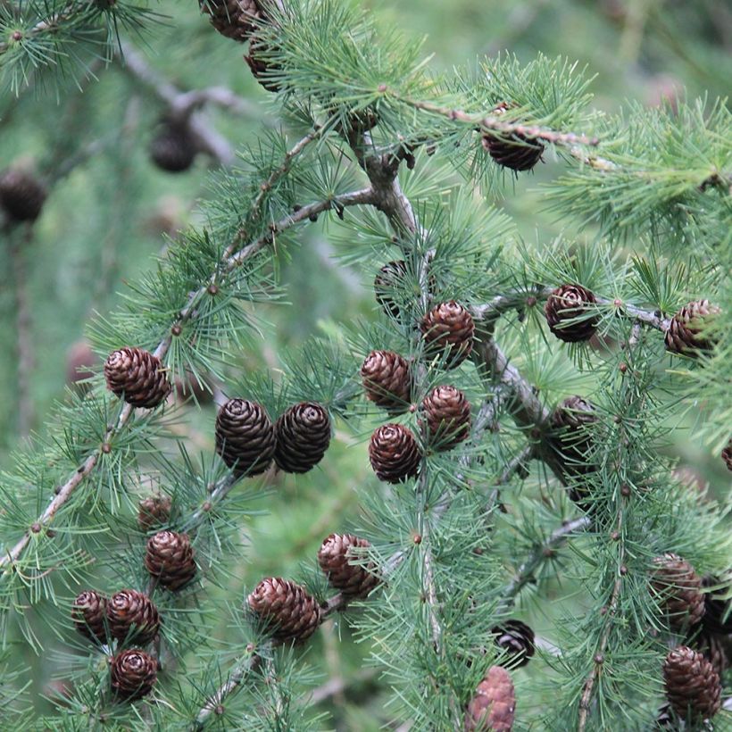 Larix decidua - Europese lariks (Foliage)