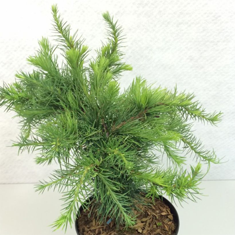 Larix decidua Little Bogle - Europese lariks (Plant habit)