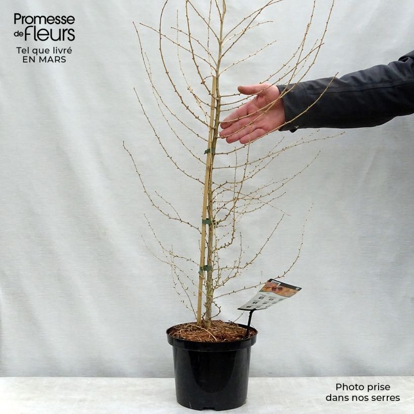 Exemplaar van Larix decidua - Europese lariks Pot van 4 l/5 l zoals geleverd in de lente