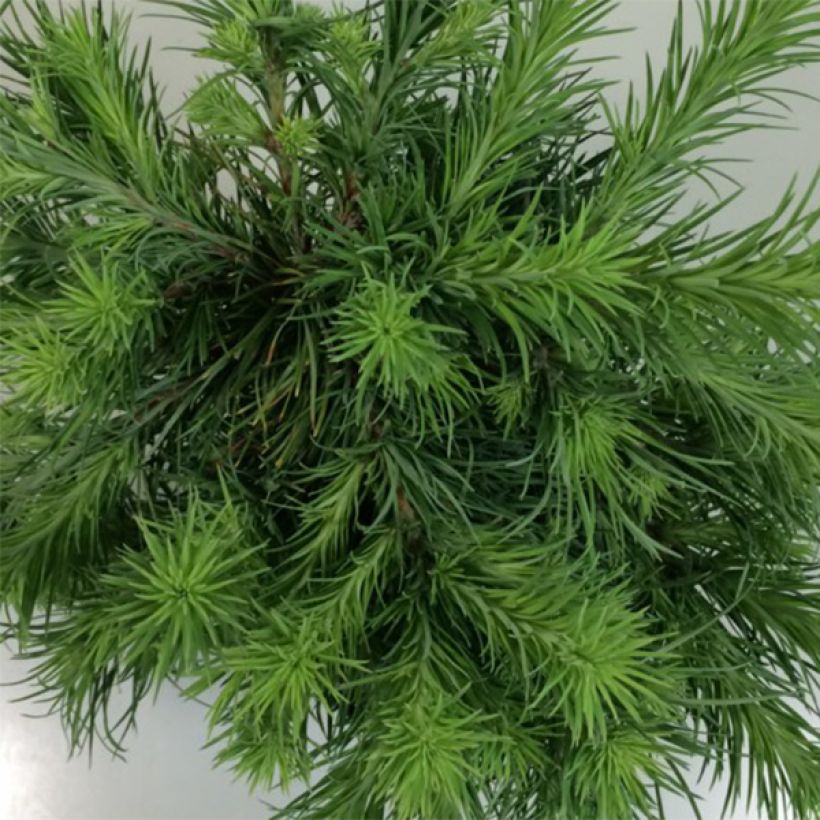 Larix kaempferi Blue Dwarf - Japanse larix (Foliage)