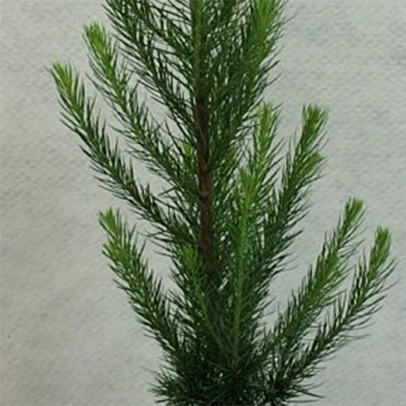 Larix kaempferi Jakobsens Pyramid - Japanse larix (Foliage)