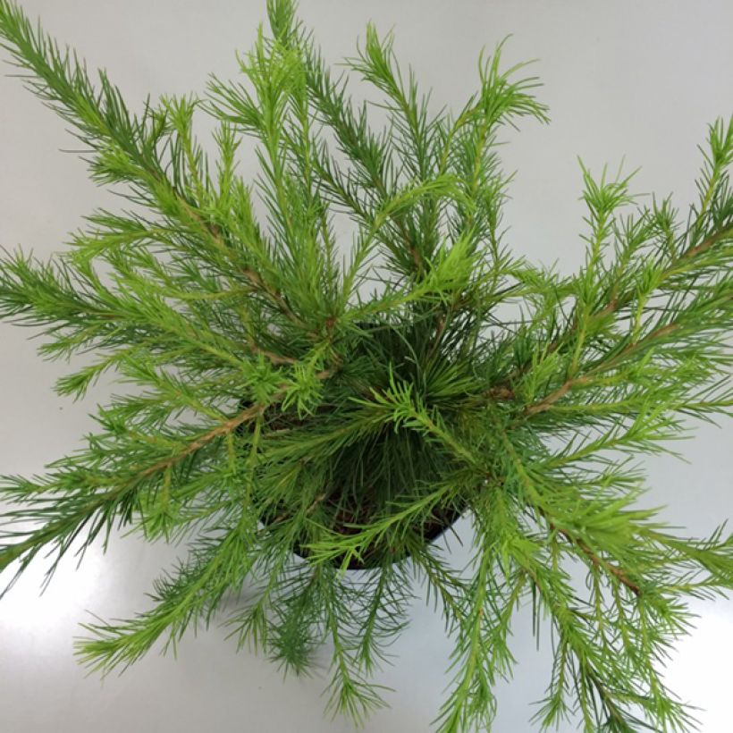 Larix laricina Arethusa Bog - Amerikaanse lariks (Blad)