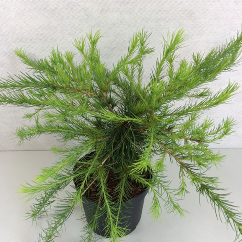 Larix laricina Arethusa Bog - Amerikaanse lariks (Groeiplaats)