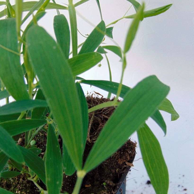 Lathyrus latifolius Roze Pearl - Wilde pronkerwt (Foliage)