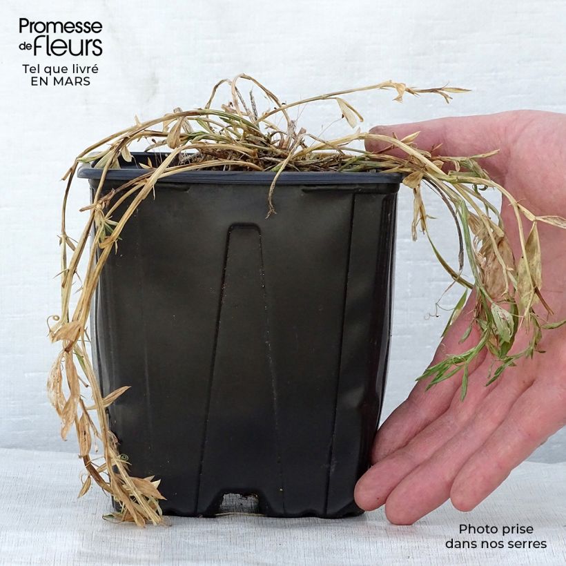 Exemplaar van Lathyrus latifolius Roze Pearl - Wilde pronkerwt Pot van 2 l/3 l zoals geleverd in de lente