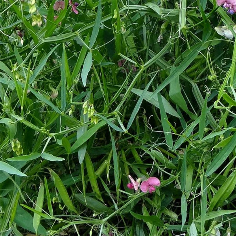 Lathyrus latifolius Rood Pearl - Wilde pronkerwt (Foliage)