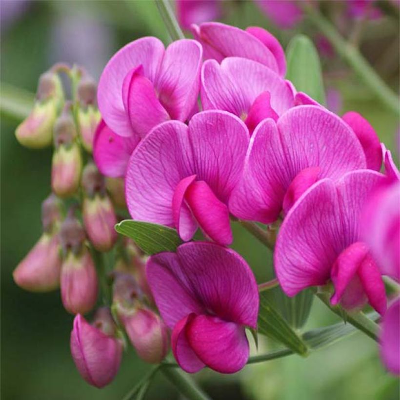 Lathyrus latifolius Rood Pearl - Wilde pronkerwt (Flowering)