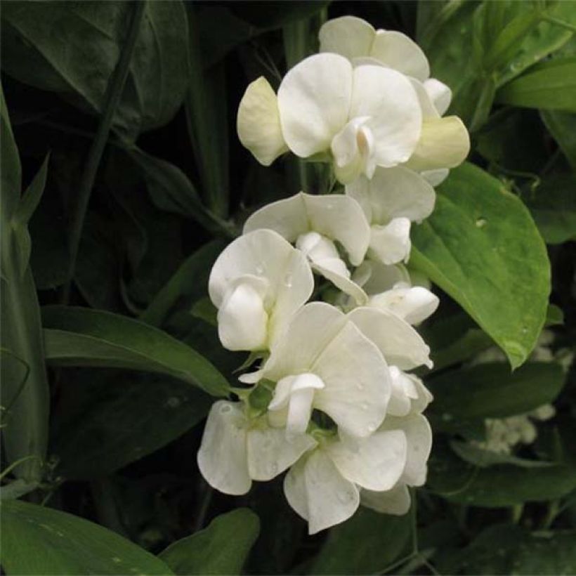 Lathyrus latifolius White Pearl - Wilde pronkerwt (Flowering)