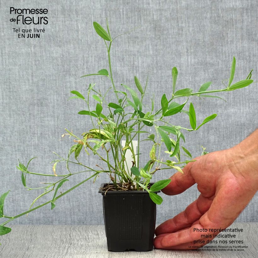 Exemplaar van Lathyrus latifolius White Pearl - Wilde pronkerwt Kweekpotje van 8/9 cm zoals geleverd in de zomer