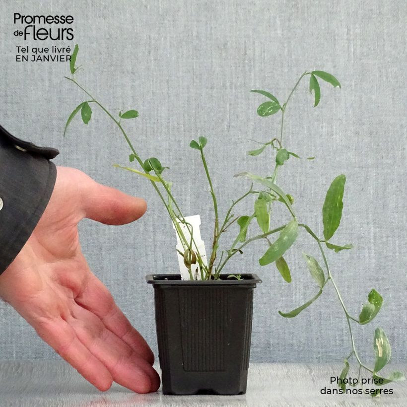 Example of Lathyrus latifolius White Pearl  Kweekpotje van 8/9 cm as you get in hiver