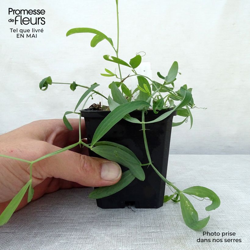 Exemplaar van Lathyrus latifolius White Pearl - Wilde pronkerwt Kweekpotje van 8/9 cm zoals geleverd in de lente