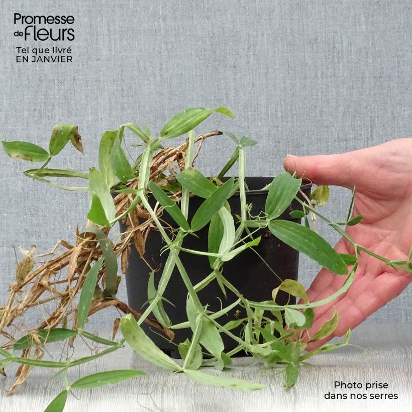 Example of Lathyrus latifolius White Pearl  Pot van 2 l/3 l as you get in hiver