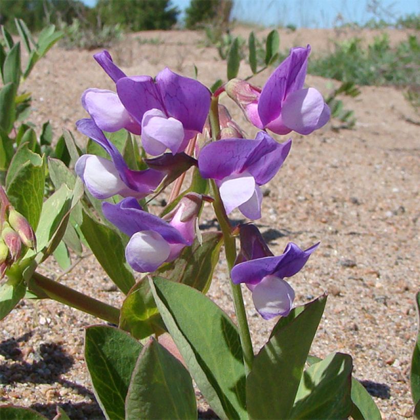Lathyrus maritimus - Zeelathyrus (Bloei)