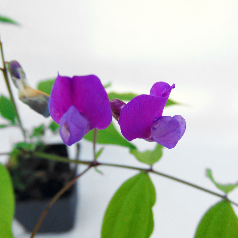 Lathyrus vernus - Voorjaarslathyrus (Flowering)