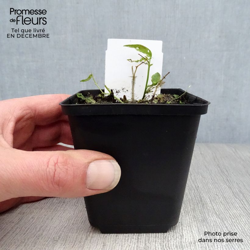 Example of Lathyrus vernus - Pois de senteur vivace Kweekpotje van 8/9 cm as you get in hiver